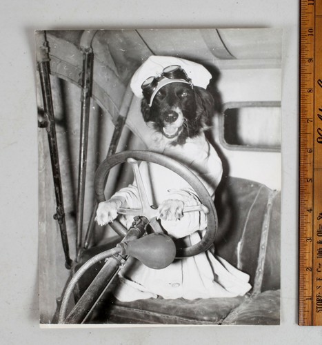 Foto epoca cane guida - d'epoca,